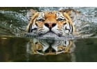 Как украсить елку в 2022 году Черного водяного тигра